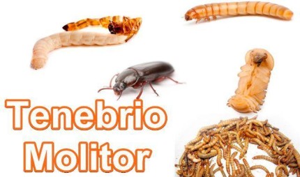 Tenebrio Molitor - Alimento vivo para aves, peixes e repteis - JAILSON VARIEDADES...