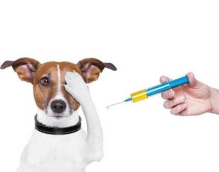 Vacinas Pet